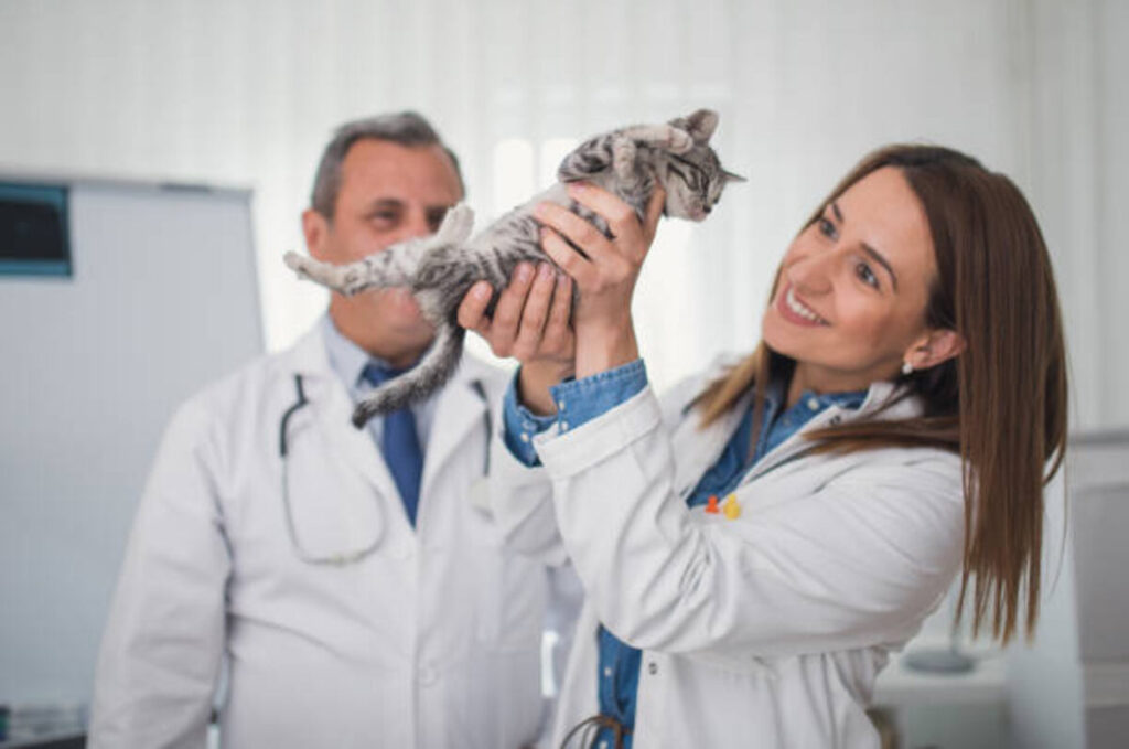 Perfect Pet Insurance Reviews